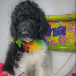 Labradoodle Puppies from Tyson's Farm Doodles