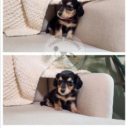 Zinnia - Black and cream female Dachshund puppy in Dighton, Massachusetts from Powerdox Dachshunds