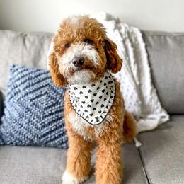 Tilly - Goldendoodle
