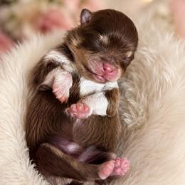 Boots - Chocolate and tan female Pomeranian puppy in Fayetteville, North Carolina from Tar-heel Poms