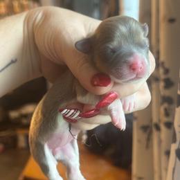 Versace - Sable female Pembroke Welsh Corgi puppy in East Oakdale, California from Rhettro Kennels