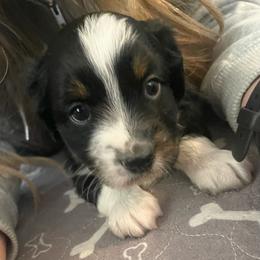 Cash - Black tri male Miniature American Shepherd puppy in Colorado Springs, Colorado from Valkyrie Adventures