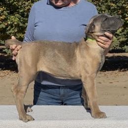Cuore - Fawn female Cane Corso puppy in Dayton, Oregon from BlackStar Cane Corso