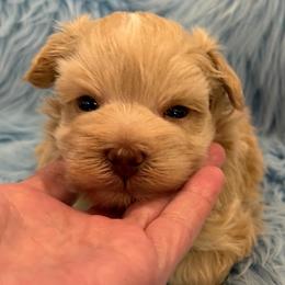 Golden Boy - Wheaten male Miniature Schnauzer puppy in San Augustine, Texas from My Little Schnauzer Pals