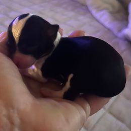 Jennie - Black and white female Chihuahua puppy in Tecumseh, Oklahoma from Callie’s Happy Chihuahuas, Callie’s Happy Treasures LLC