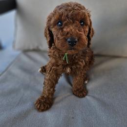 Green Boy - Red male Labradoodle puppy in Payson, Utah from Utah County Labradoodles