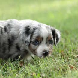 Toy Australian Shepherd Puppies from Baker Ranch Toy Aussies