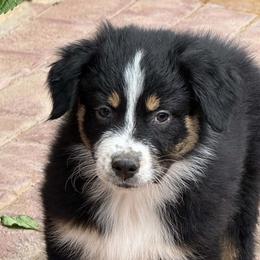 Emory - Black tri-color female Australian Shepherd puppy in Fresno, California from Boundless Joy Aussies