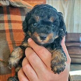 King - Black Phantom Toy - Phantom male Poodle puppy in Falcon, Missouri from Cedar House Heritage Poodles | AKC Toy & Miniature Poodle Puppies Raised in Home