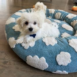 Blue collar - White male Maltese puppy in Massachusetts from Happy Tail Yorkies and Maltese