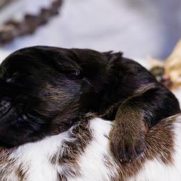 German Shepherd Puppies from Zwinger Vom Rabenauge