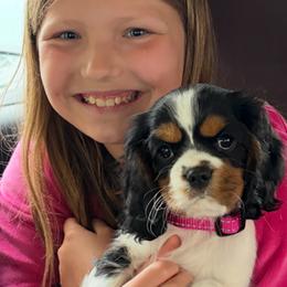 Melody - Tri-color female Cavalier King Charles Spaniel puppy in Clemmons, North Carolina from Crown Jewel Cavaliers