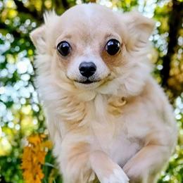 Pixie - Cream female Chihuahua puppy in Weatherford, Texas from Small and Mighty Chihuahuas