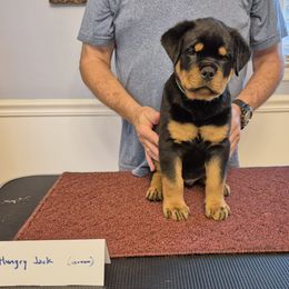 Hungry Jack (Green collar) - Black and mahogany male Rottweiler puppy in Carnesville,, Georgia from Von Knopf Rottweilers