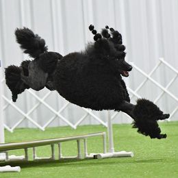 Poodles from Shalestone Poodles