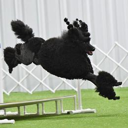 Poodles from Shalestone Poodles