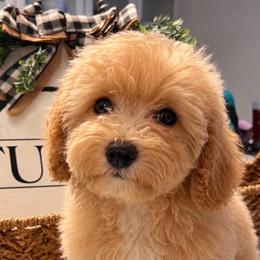 Elliott Lt. blue - male Cavapoochon puppy in Fairmont, West Virginia from Robin Nelson