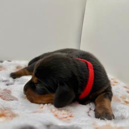 Red - Black and tan female Dachshund puppy in Bakersfield, California from KC Doxies