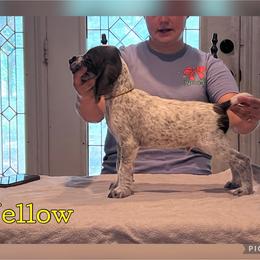 Yellow - Liver and white male German Wirehaired Pointer puppy in Umatilla, Florida from Double D Picards and GWPs