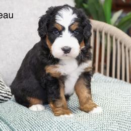 Beau - Tri-color male Bernedoodle puppy in Spencerville, Indiana from Gentle Giant Bernedoodles