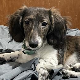 Dan - Dachshund