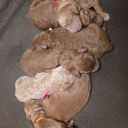 Girl 1 - Red  female Goldendoodle puppy in Galt, Missouri from Only Doodles!