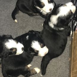 Bernese Mountain Dog Puppies from D’S Bernese Mountain Dogs