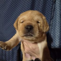 Male 3rd Pick - Yellow male Labrador Retriever puppy in Andrews, South Carolina from Leyland Cypress Retrievers