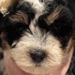 Maui - Bernedoodle