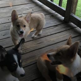 Pembroke Welsh Corgis from Cathy's Corgis