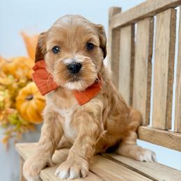 Willie - Red  male Goldendoodle puppy in Queen Creek, Arizona from Goldendoodle AZ