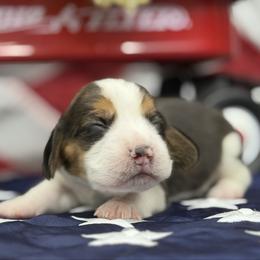 AKC Bugs - Black tan and white female Beagle puppy in Chillicothe, Missouri from Tymber Lake Beagles