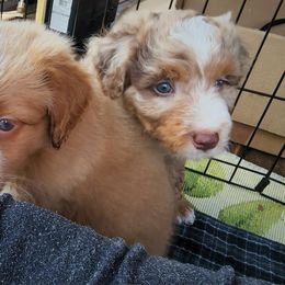 Assorted Doodle Crosses Puppies from Do Wah Diddy Doodles