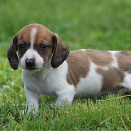 Waylon - Piebald male Dachshund puppy in Greenup, Kentucky from Tygart Creek Dachshunds