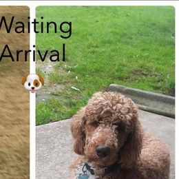 Goldendoodles, Poodles, and Yorkshire Terriers from A1 Designer Pups and More