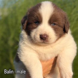 Balin - Tri-color male Karakachan puppy in Hogansville, Georgia from Goshen Highlands