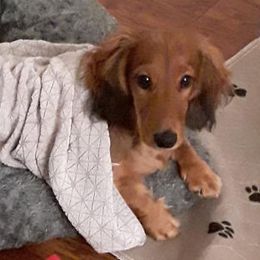 Dachshund Puppies from Jamie's Dachshunds