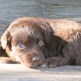 Nani - Red tri-color female Australian Shepherd puppy in Macon, Georgia from Shaina’s Shepherds