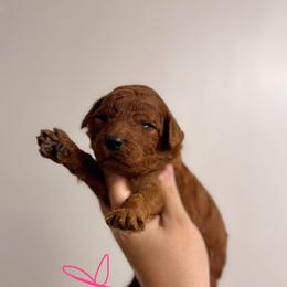 Paisley - Red  female Poodle puppy in Osyka, Mississippi from Southern Sunshine Standards