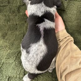 German Shorthaired Pointer Puppies from Golden pointers