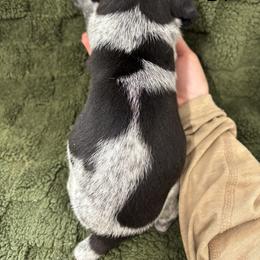 German Shorthaired Pointer Puppies from Golden pointers