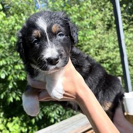 CottonTail - Black tri-color female Australian Shepherd puppy in Mckenzie, Tennessee from Whispering Iris Aussies