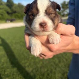 Hershey - Red tri male Miniature Australian Shepherd puppy in Weatherford, Texas from F & T Aussies