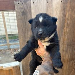 Girl 1 - Black and white female Siberian Husky puppy in Iron River, Wisconsin from Wiemeri Siberians