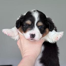 Sesame - Black and tan male American Corgi puppy in Santaquin, Utah from Blacktail Mountain Corgis
