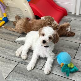 Tan Collar Male - Parti male Goldendoodle puppy in Bradenton, Florida from Suncoast Goldendoodles