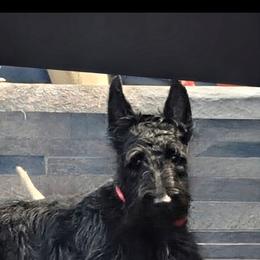 Bailee - Scottish Terrier