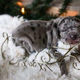 Great Dane Puppies from Pepper Mae Danes