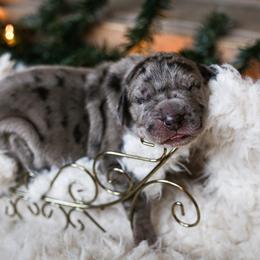 Great Dane Puppies from Pepper Mae Danes