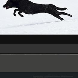 Dutch Shepherd Puppies from Island Shepherds